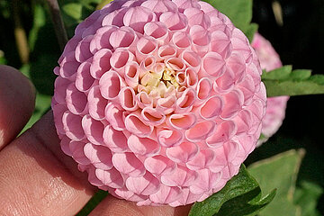 Dahlien