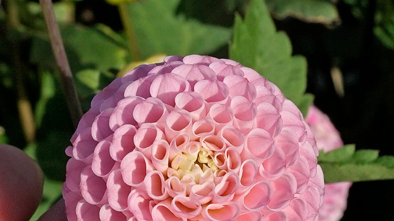 Dahlien