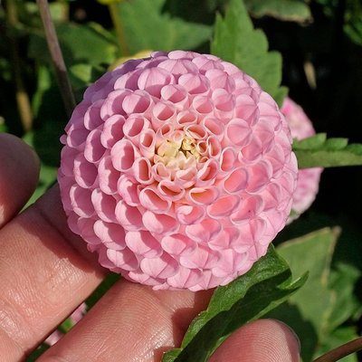 Dahlien