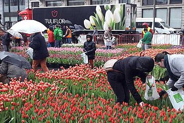 Tulpen zum Selberpflücken
