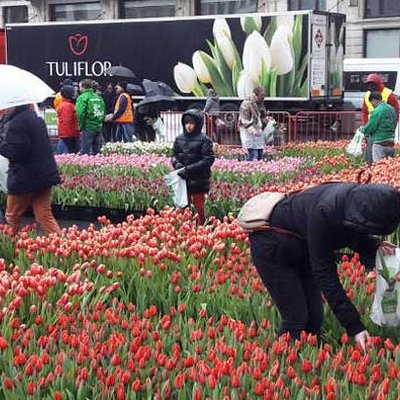 Tulpen zum Selberpflücken