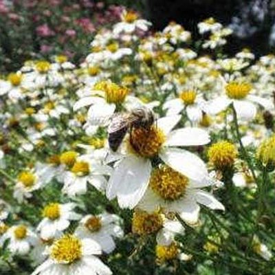 Blumen