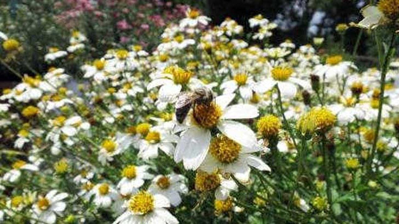 Blumen
