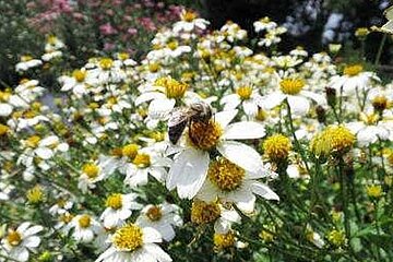 Blumen