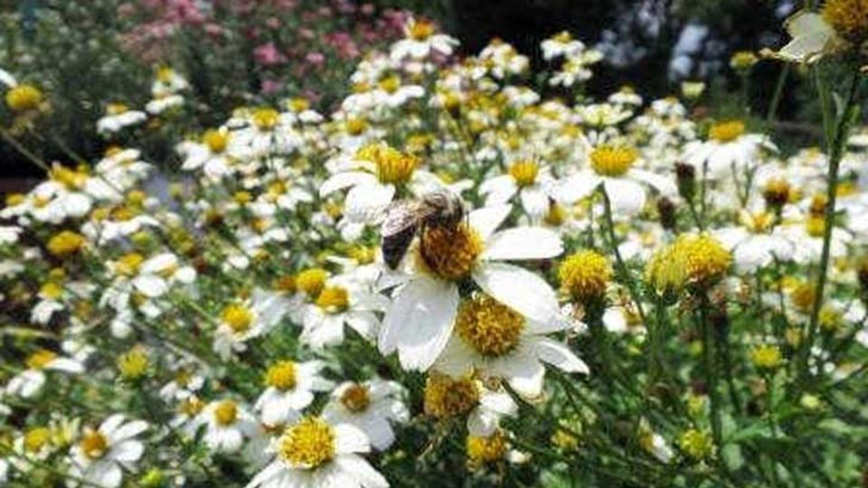 Blumen