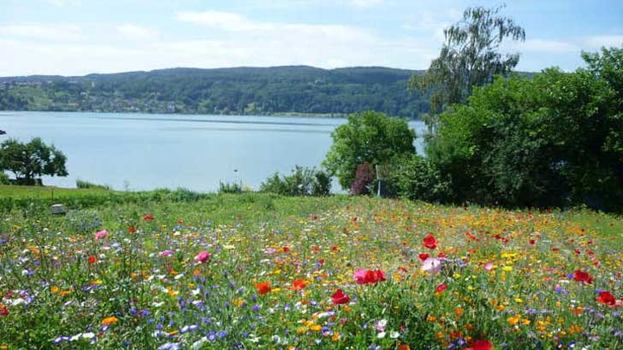 Blumenwiese