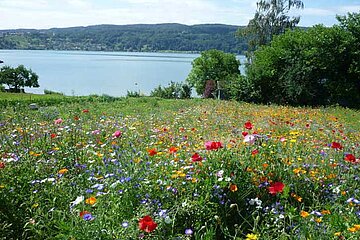 Blumenwiese