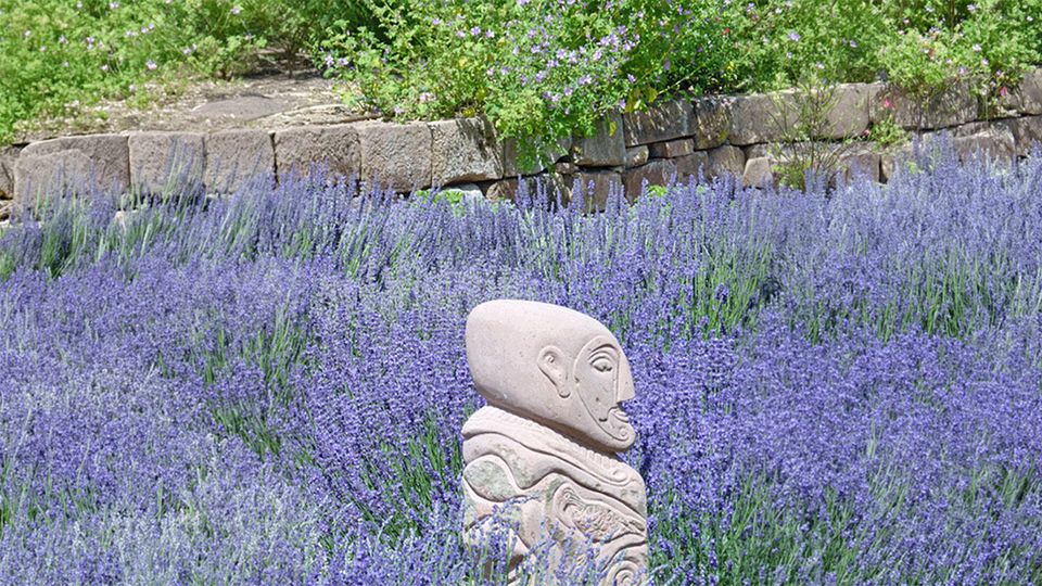 Lavendel (Lavandula angustifolia)