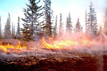 Waldbrand