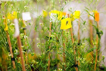 Ackerschmalwand