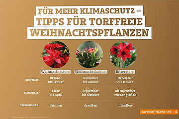 Weihnachtspflanzen
