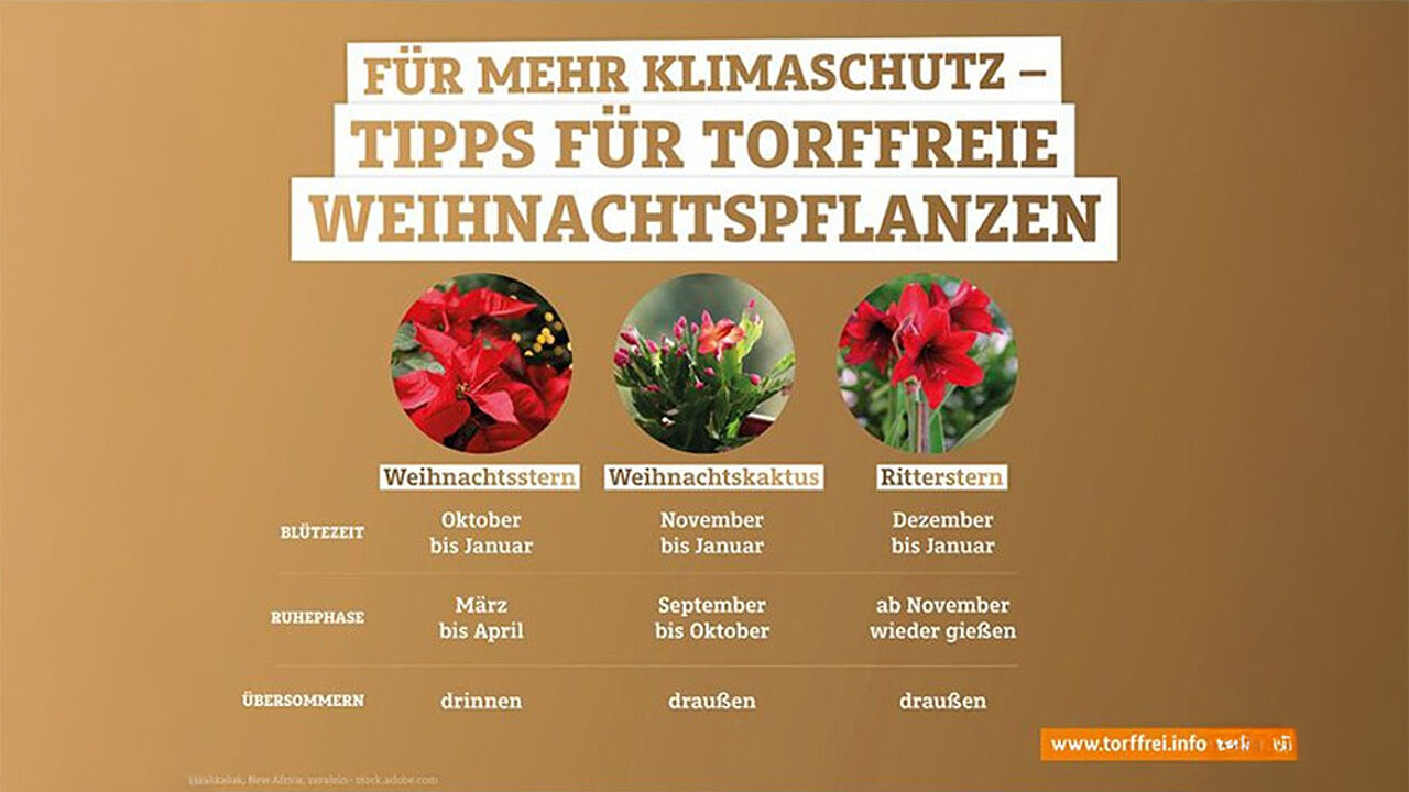 Weihnachtspflanzen