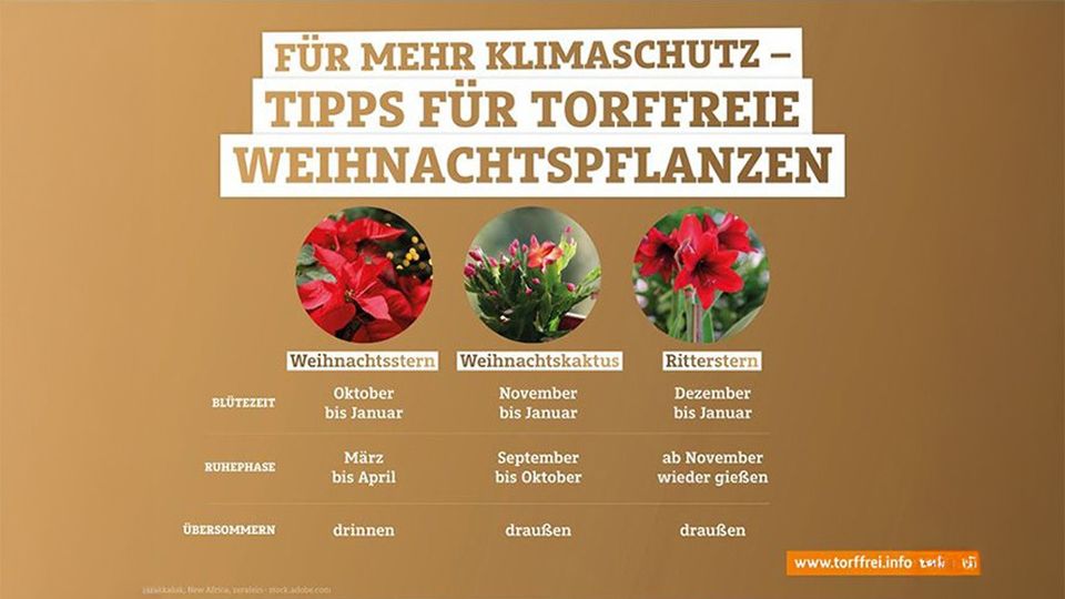 Weihnachtspflanzen