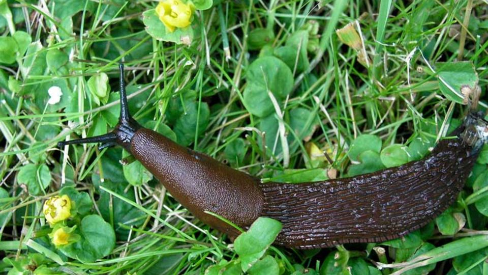 Spanische Wegschnecke