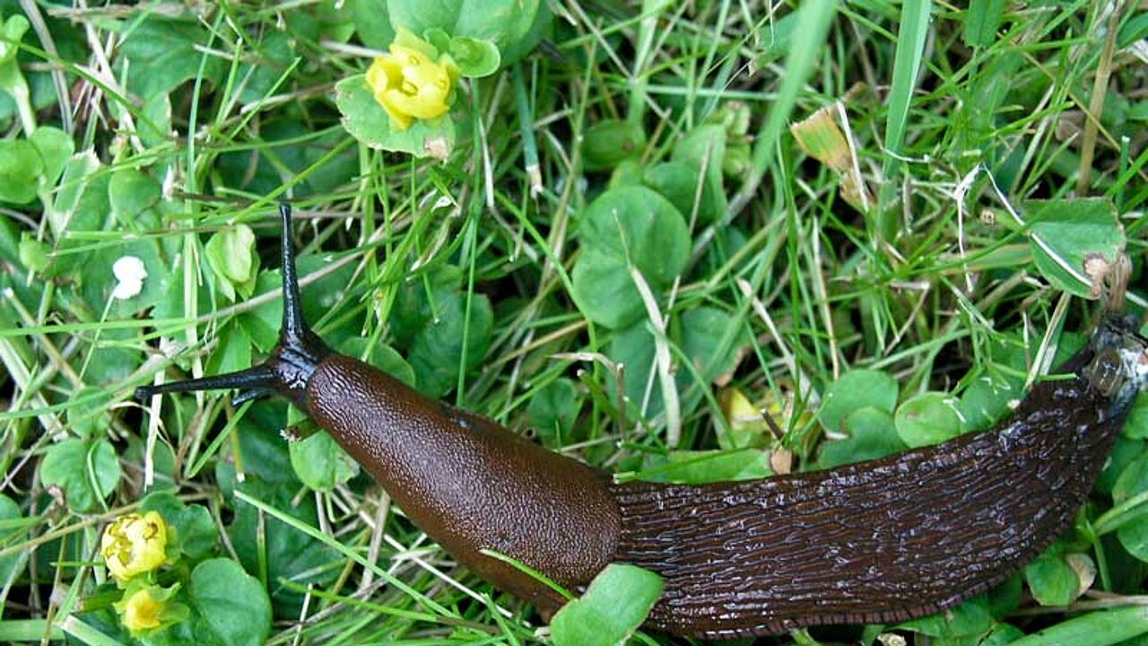 Spanische Wegschnecke