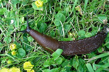 Spanische Wegschnecke