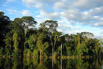 Regenwald Brasilien
