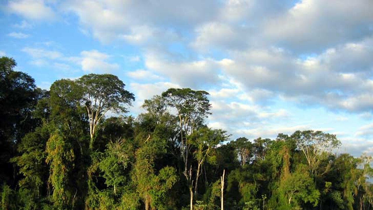 Regenwald Brasilien