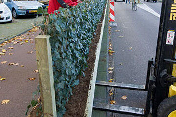 Hecke am laufenden Meter