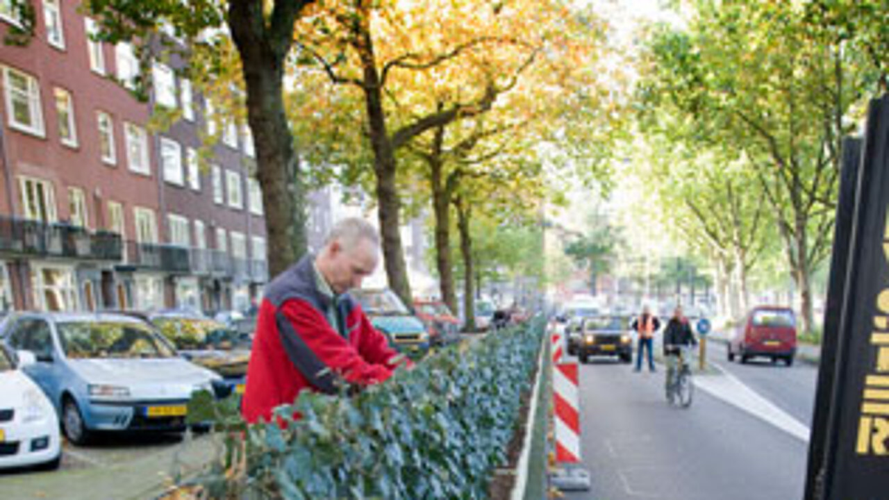Hecke am laufenden Meter