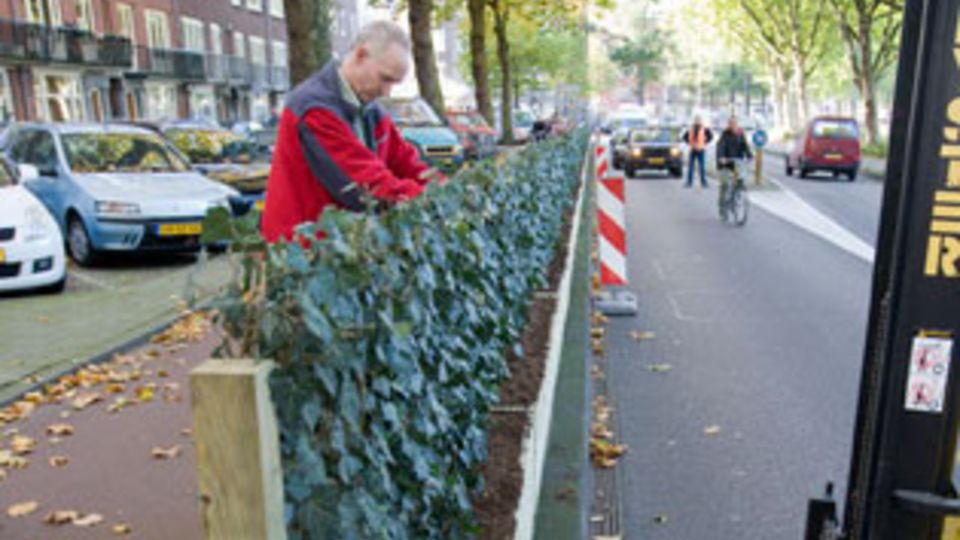 Hecke am laufenden Meter