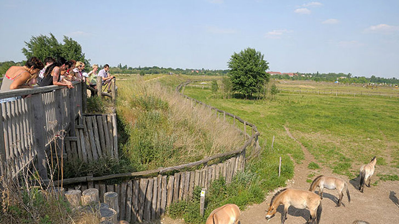 Döberitzer Heide