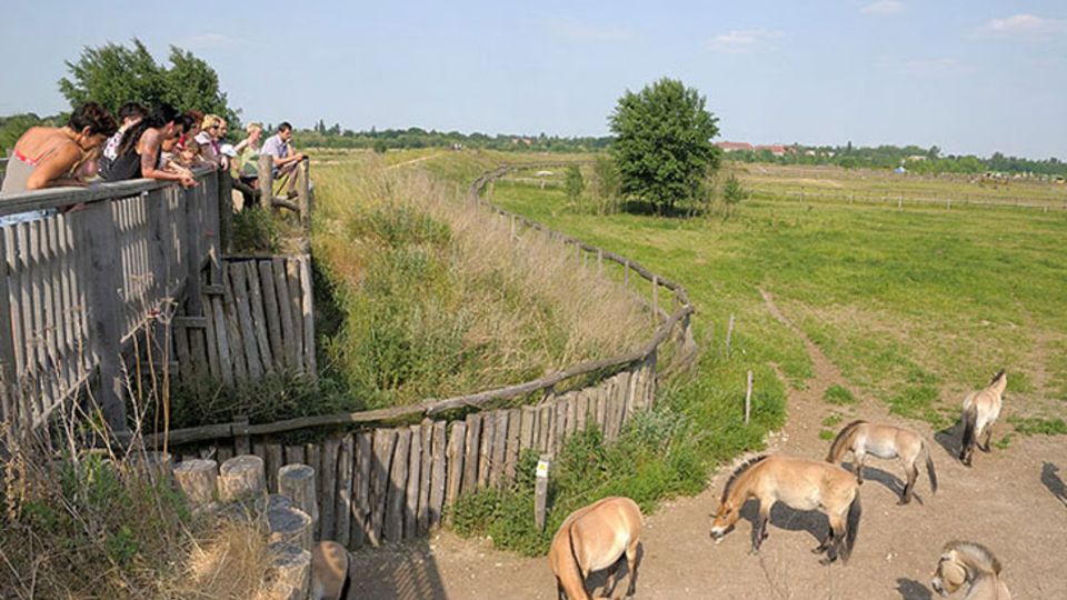 Döberitzer Heide