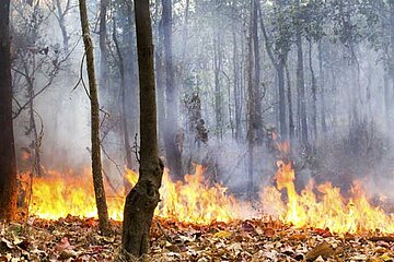 Waldbrand