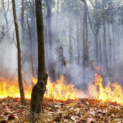 Waldbrand