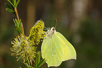 Image-13682
