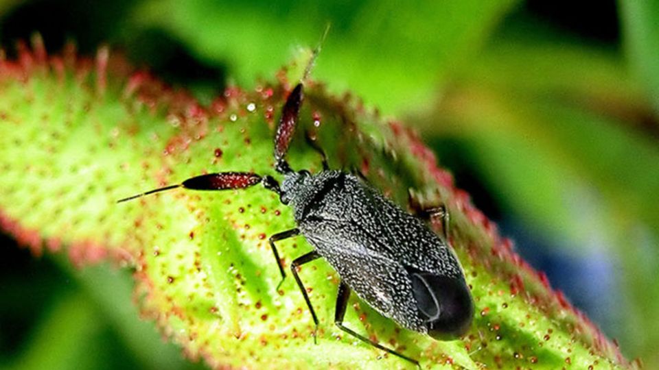 Insektenschutz