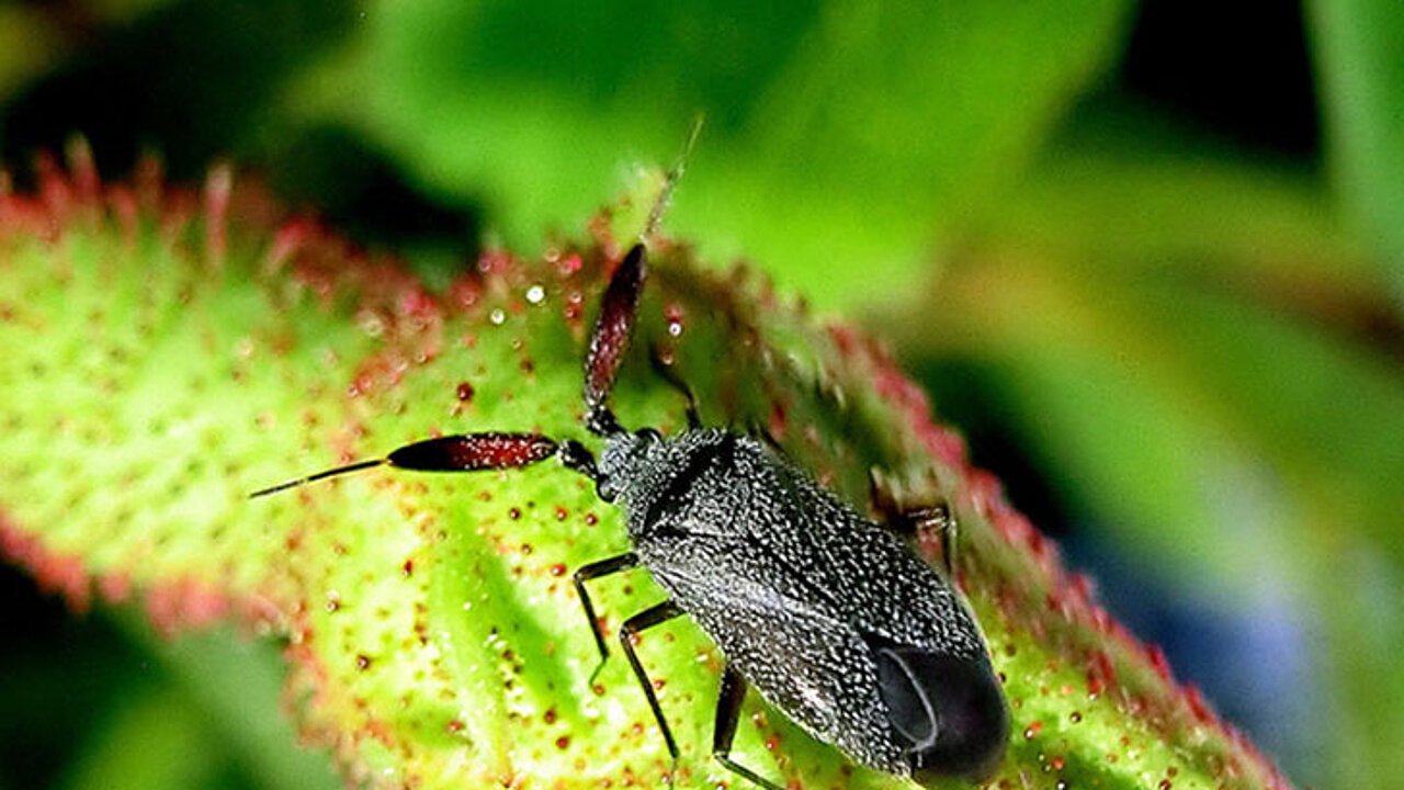 Insektenschutz