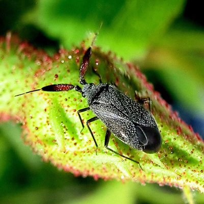 Insektenschutz