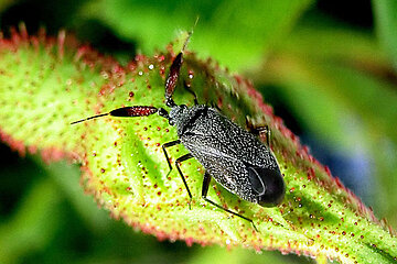 Insektenschutz