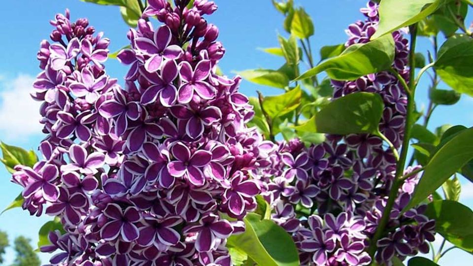 Fliederblüte