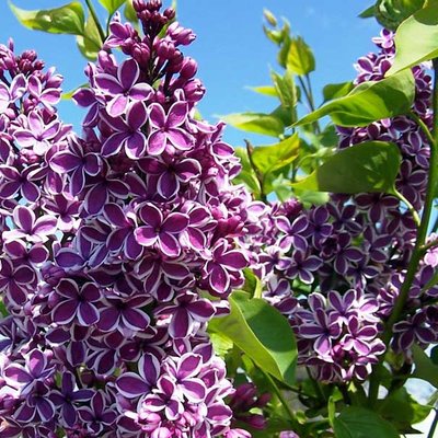 Fliederblüte