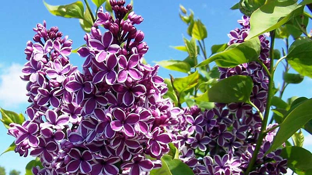 Fliederblüte