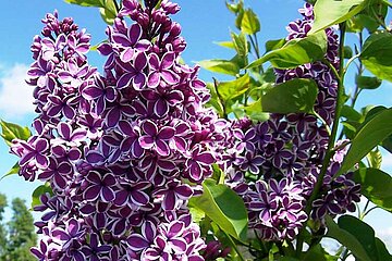 Fliederblüte