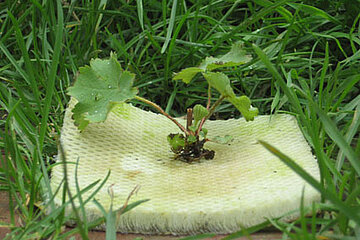 Grow Green