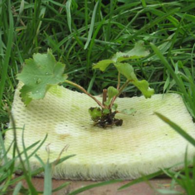 Grow Green