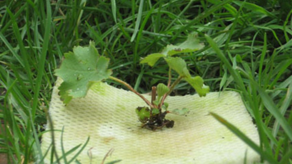 Grow Green