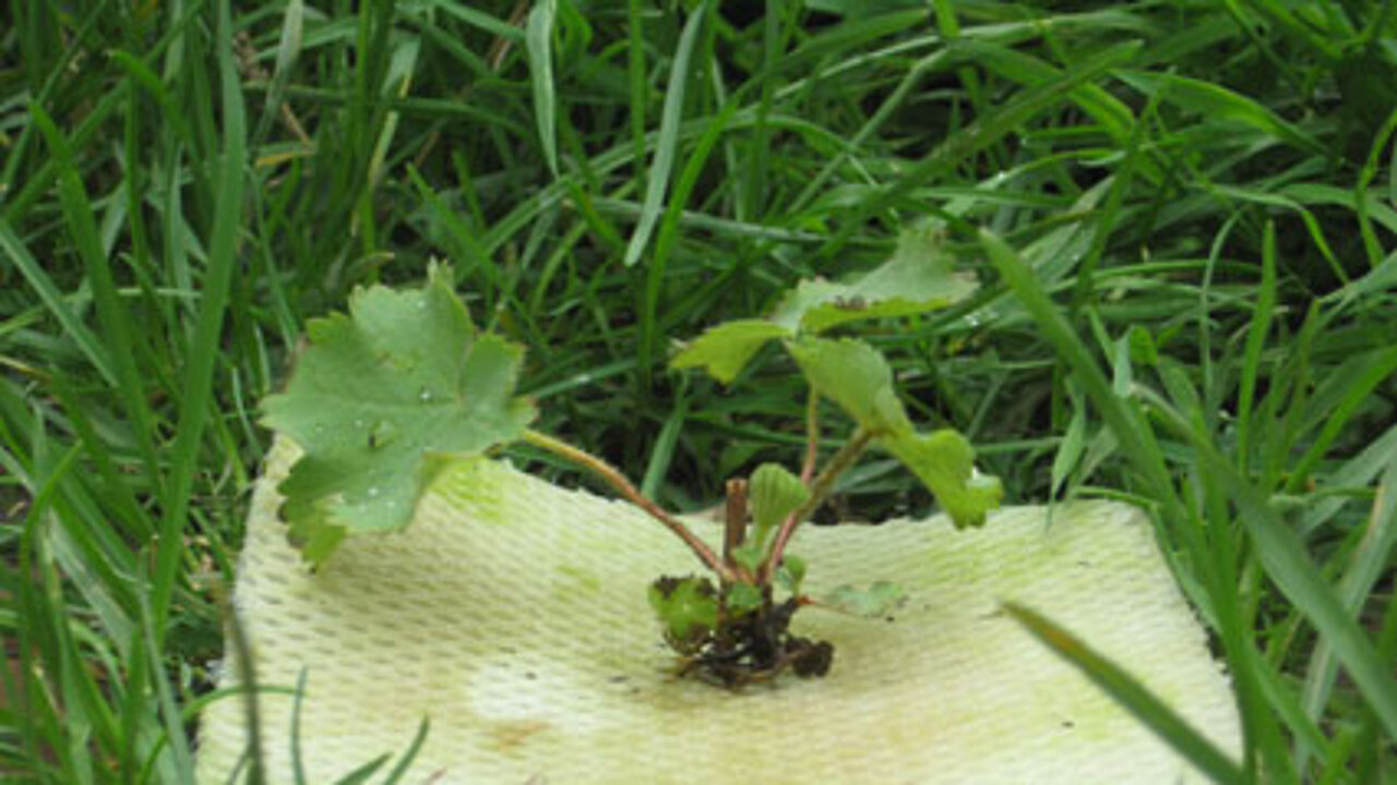 Grow Green