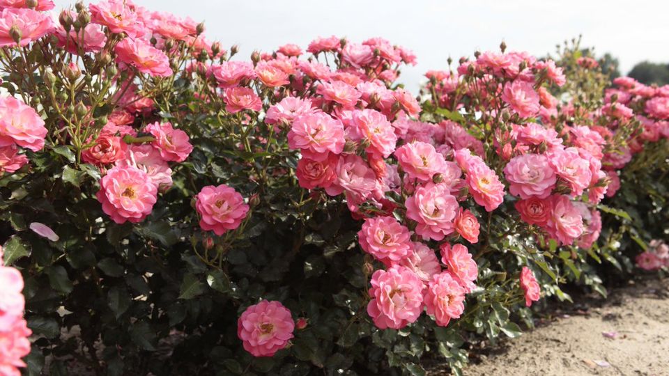 Strauchrose