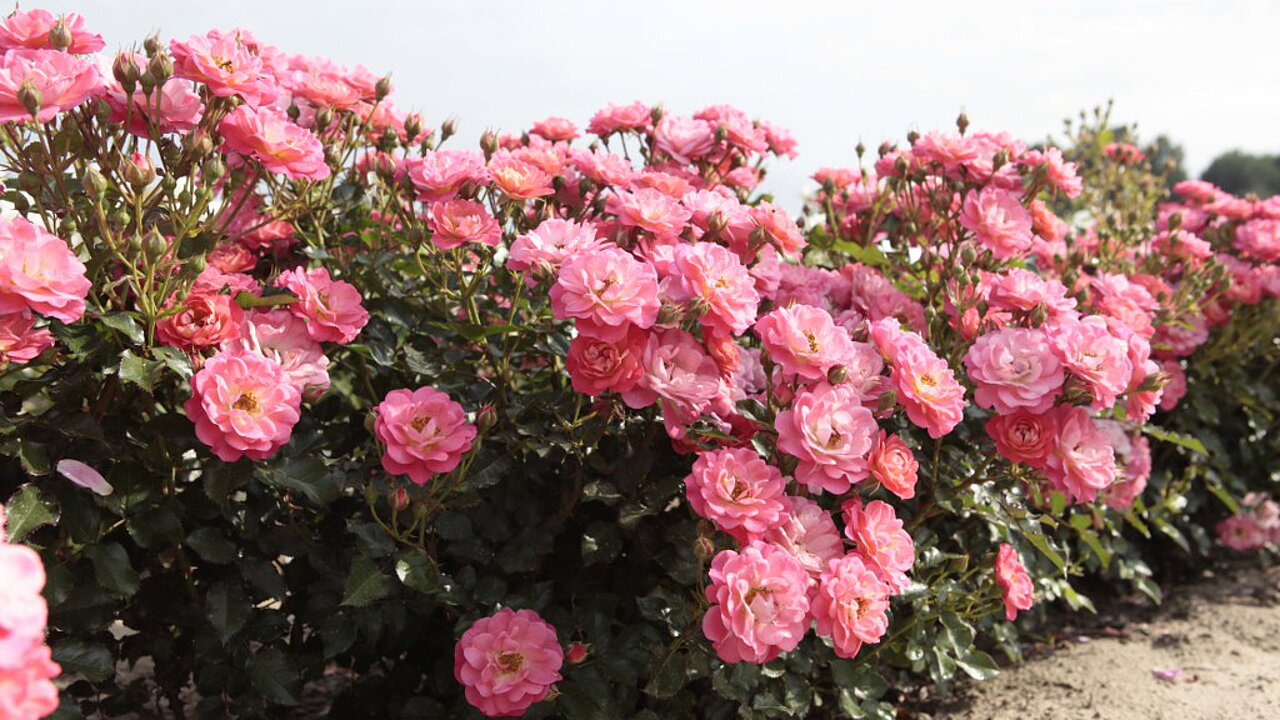 Strauchrose
