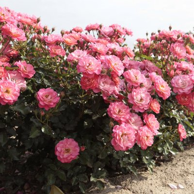 Strauchrose