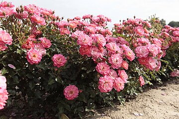 Strauchrose