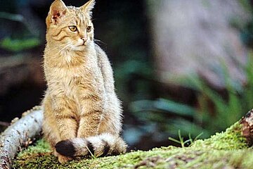 Wildkatze