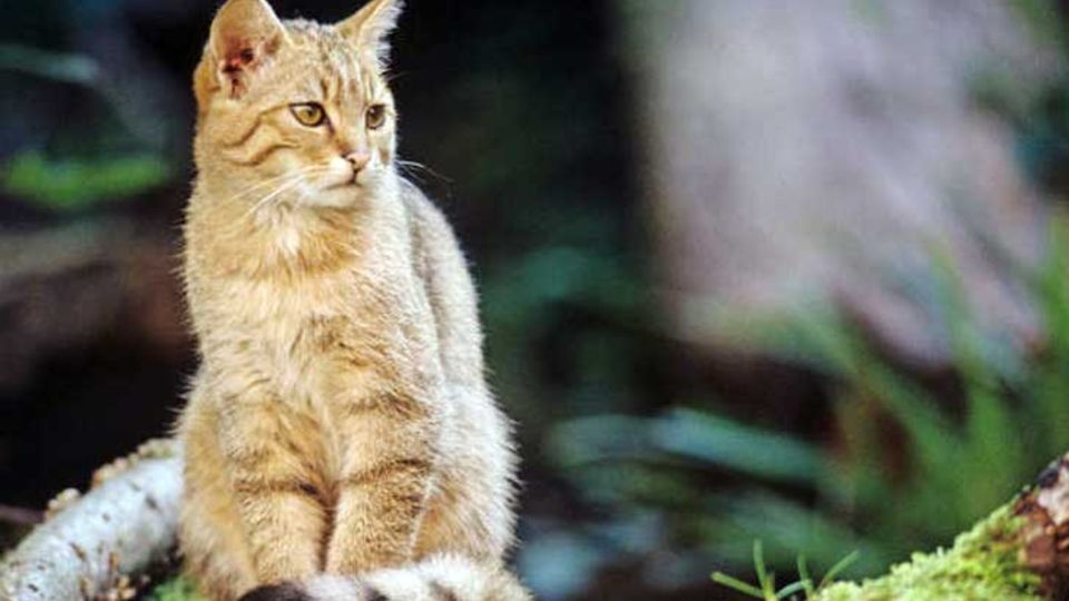 Wildkatze