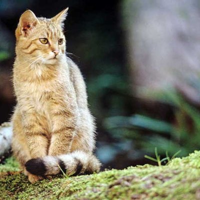Wildkatze