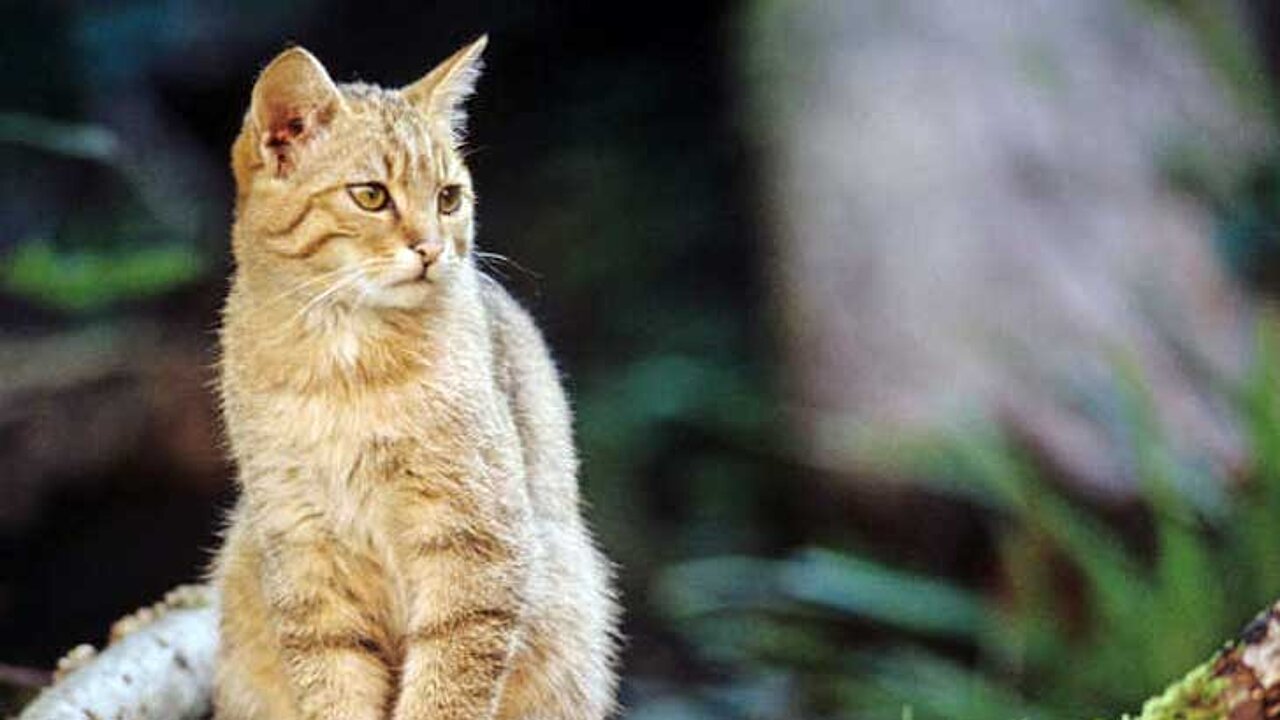 Wildkatze